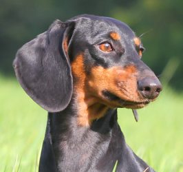 Dackel aus dem Hause Höntrop